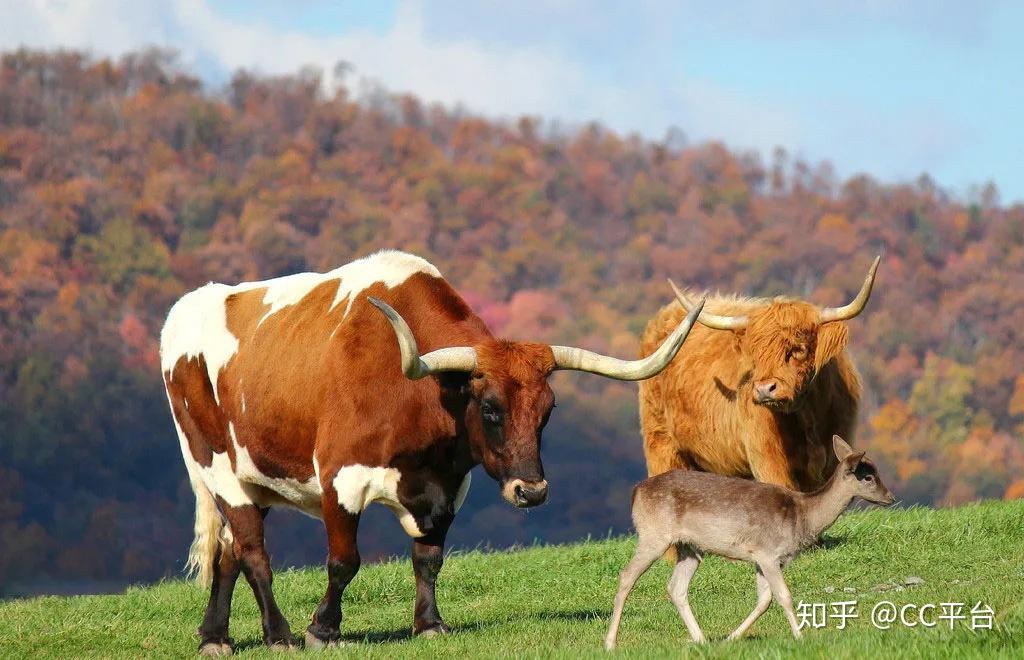 初生牛犊不怕虎最佳生肖,安全性方案设计_战斗版46.928